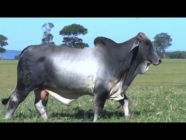 LOTE 20   1 MACHO BRAHMAN PO