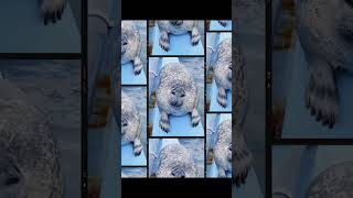 #fok #keşfet #youtubeshorts @dobişko fok