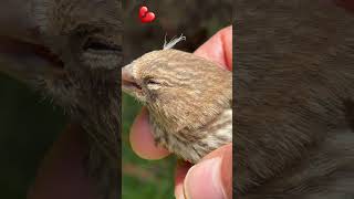 #birds#birdwatching#finches#finch#cutevideos#short#cutebirds#birdfeeder#birdvideos#fyy#backyardbirds