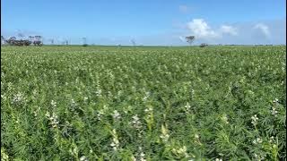 Lupin crops in WA aerial 西澳洲羽扇豆(魯冰花)航拍 #甄妮 #魯冰花 #Lupin #australian_sweet_lupin  City of perth band