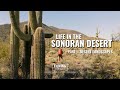 Life In The Sonoran Desert | Part 1 - Desert Landscapes