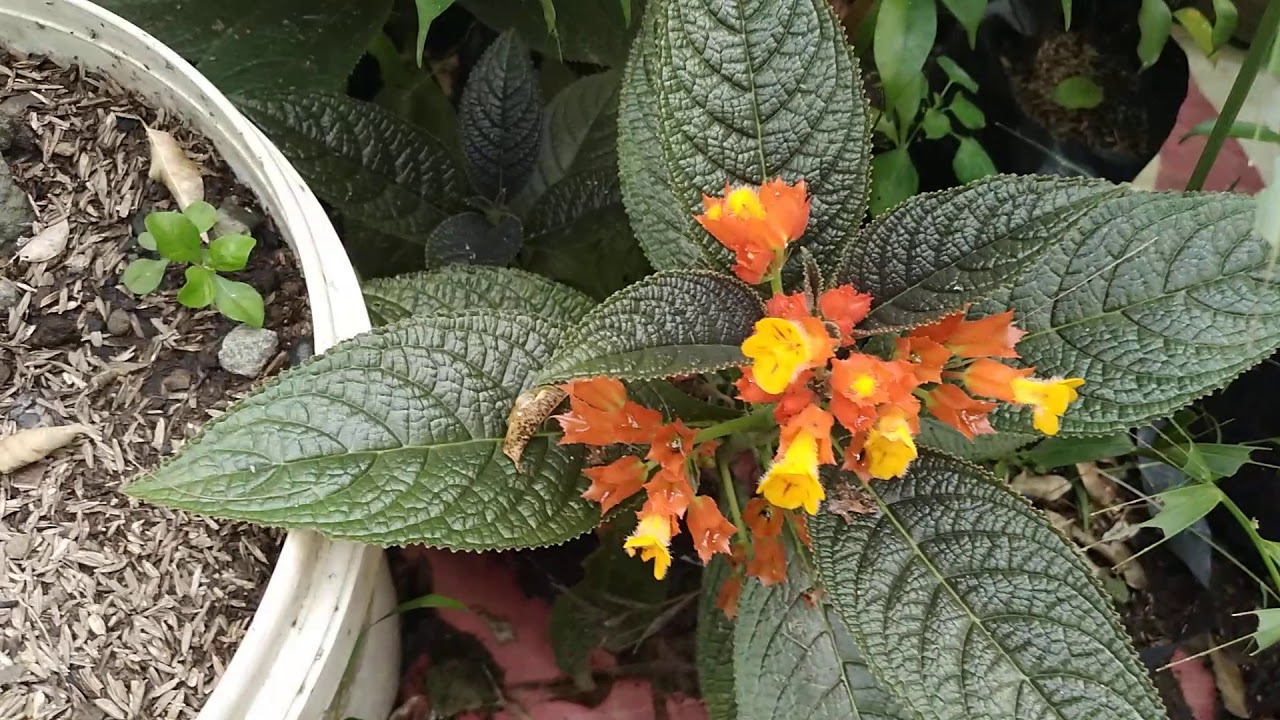 bunga episcia cupreata 