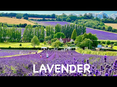English Lavender Farm 🌿 [4K] - Purple Beauty with Peaceful Relaxing Music