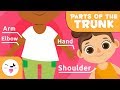 The Human Body for Kids - Trunk, Upper, and Lower Limbs