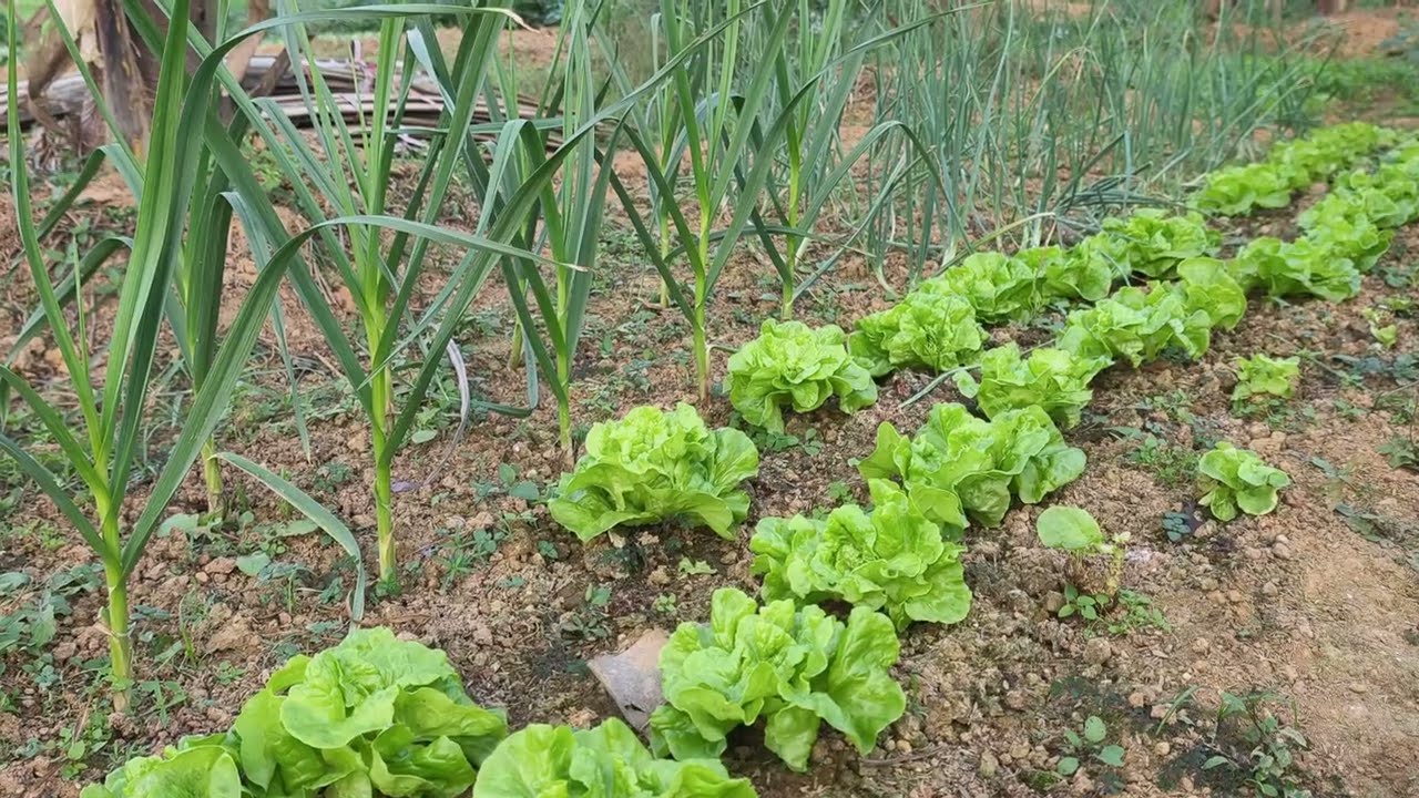 Peaceful Rural Life in Vietnam | Open Fields 4K