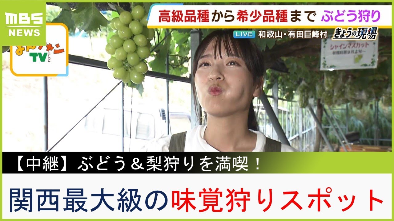 パイナップルのような味のぶどうも！？高級品種から希少品種まで...関西最大級の観光農園団地『有田巨峰村』でぶどう＆梨狩りを満喫！【現場から生中継】（2023年8月25日）