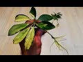 How to grow Schefflera plant from single leaf very easy