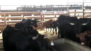 Black& Red Corriente Cows