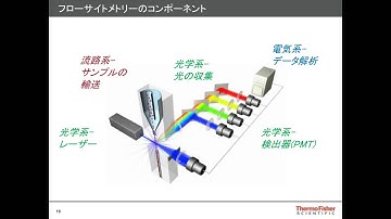 Jolene Bradford -Japanese- Fundamentals of flow cytometry   From fluorescence to function
