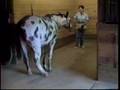 An Abused Mule Responds to Clicker Training An Abused Mule Responds to Clicker Training