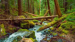 Real Waterfall Sounds for Sleep, Relaxation & Study | Lupin Falls Canada in 4K UHD