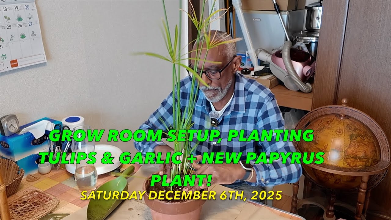 Зимнее садоводство в Камакуре, Япония: подготовка теплицы, посадка тюльпанов и чеснока + новое ра...