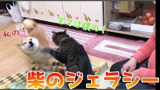 甘え上手な猫クロ、やきもち妬きの柴犬ハナの攻防の歴史が凄い  Shiba gets jealous.