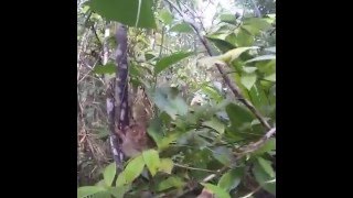 tarsier Филиппинский долгопят улыбается(Тарсиер,заехали посмотреть на мимимишек , Бохол,Филиппины., 2016-01-13T13:08:58.000Z)