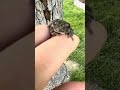 Got a tree frog!