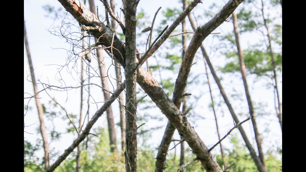 Forest Walk New Area! 