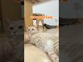Cyacyamaru drive#cat #catvideos #ちゃちゃまる #猫のいる暮らし #猫