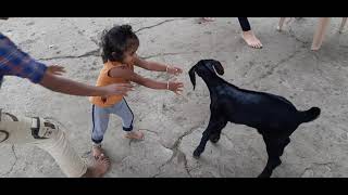 Baby goat attacks baby girl.