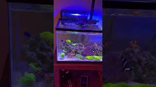 Beautiful Clownfish Reef Tank 🐠✨ | Beginner Saltwater Aquarium Setup