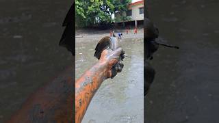 Big Snakehead Fish Catching Technique