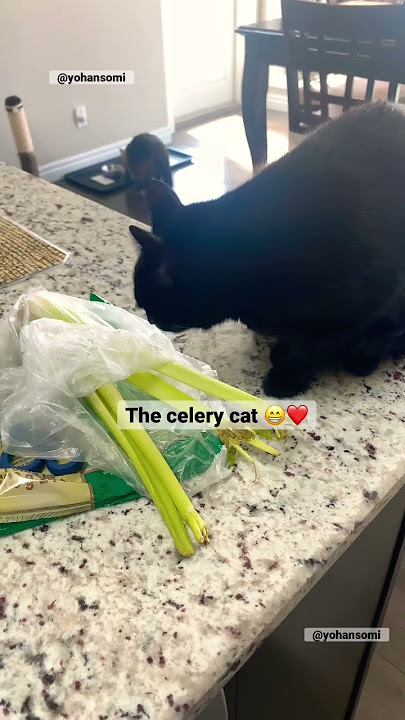 Celery eating #viral #cats #cute #furbaby #shortsfeed #catlover #catshorts #catvideos #cutecat #fun