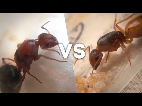 Видео: Какой кампонотус лучше? Обзор Camponotus nicobarensis, turcestanus, lamereei. \\ Димон и пумба