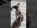 cachorrinha #pets #dog #amomeucachorro #petsfofinhos #doggo #dog #bestfeed