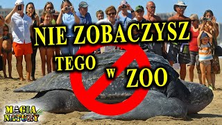Download Lagu Animals That Are NOT in the ZOO! MP3 Download Lagu Animals That Are NOT in the ZOO! MP3