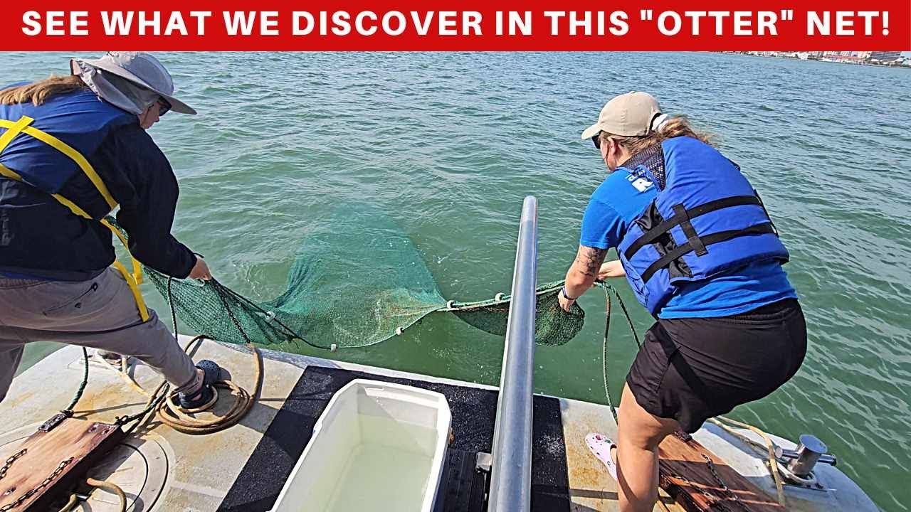 Sea Life Safari Tour with the Clearwater Aquarium Ecotour boat! Join