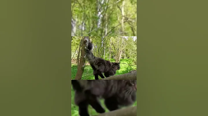 Video 11679681: forest cat, norwegianforestcat, catlife, kitty
