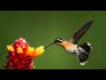 Don't Fly Away - A Collection of Hummingbirds