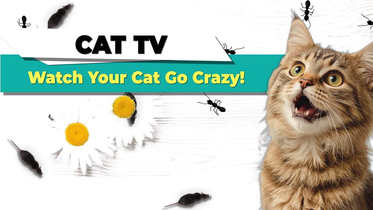 🐱 CAT TV: Mice & Ants Cat Chasing Game! 🎮 😻Screen Time for Cats ~ Virtual Mice Chase Fun! 📺