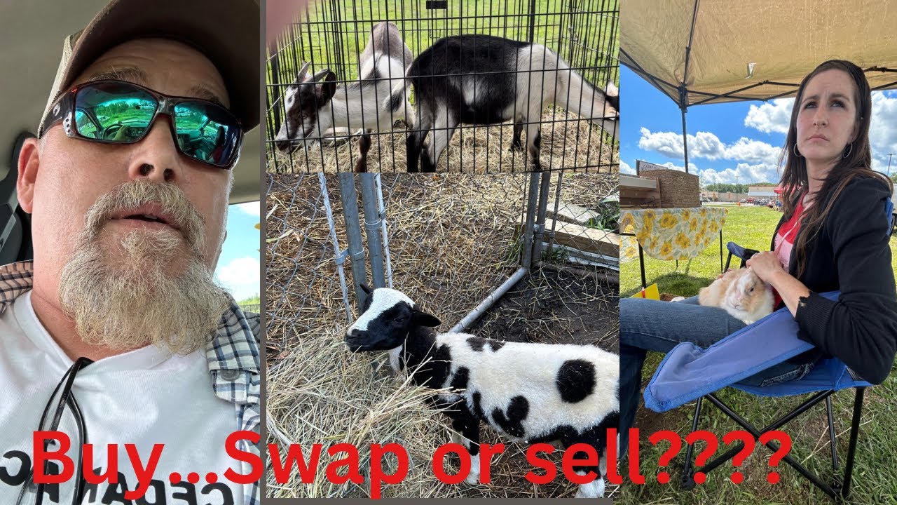 What will we do at the TSC animal swap? YouTube