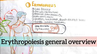 Erythropoiesis