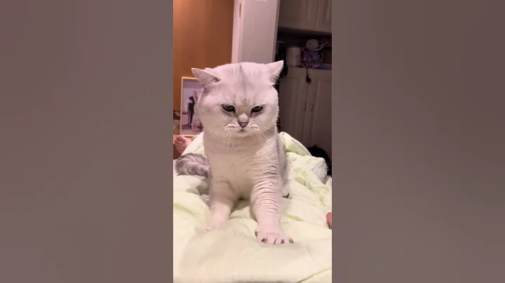 Watch the video about Naughty little kitty#cat #catsoftiktok #catlover #funny #fypage #fypツ #funnycat #funnytiktok #cats