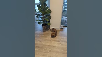 FETCH FAIL! You Tried, Oliver! Epic Sausage Dog Fetch Blooper! (So Clumsy, So Cute!)