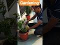 फूलों की देखभाल कैसे करें??#viralvideo #naturelovers #gardening #flowers #youtubevideo #2025