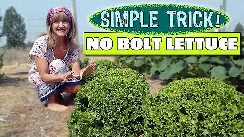 HOW TO PREVENT LETTUCE FROM BOLTING ALL SUMMER!   Easy Trick To Prevent Lettuce Going To Seed