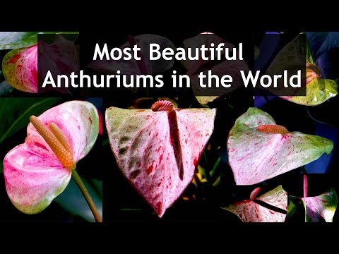 Top 10 Most Beautiful Anthuriums антуриум ആന്തൂറിയം