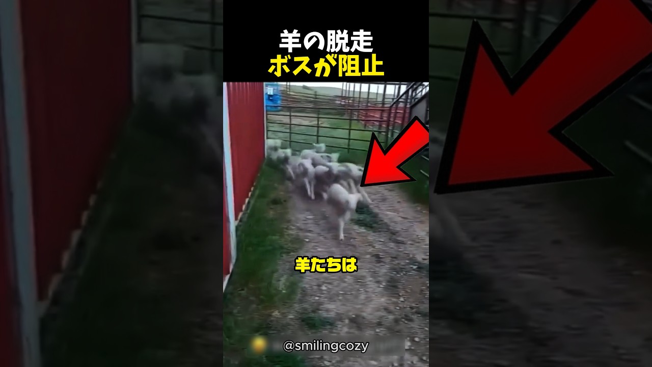 羊の脱走ボスが阻止