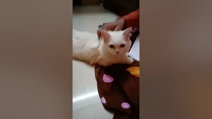 Video 11249741: cat cute dog animals, cat playing animals, funny cat playing