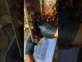 Honey Drops #humor #nature #shortsfeed #shortvideo #shorts #roadtrip #food #travel #camping #farming