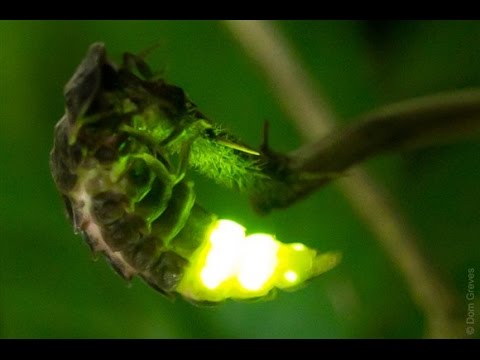 download fireflies glow worms and lightning bugs download fireflies glow worms and lightning bugs