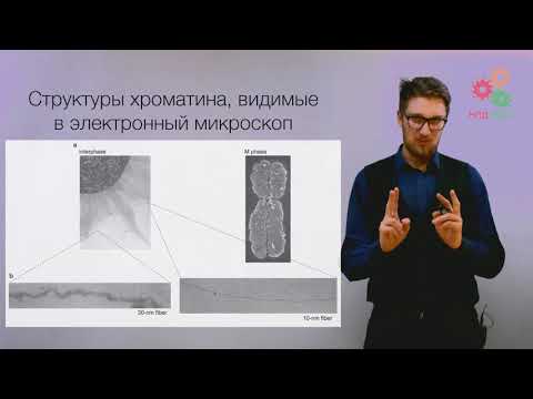 Видео: Картографиране на генната активност на кореновите косми на Arabidopsis