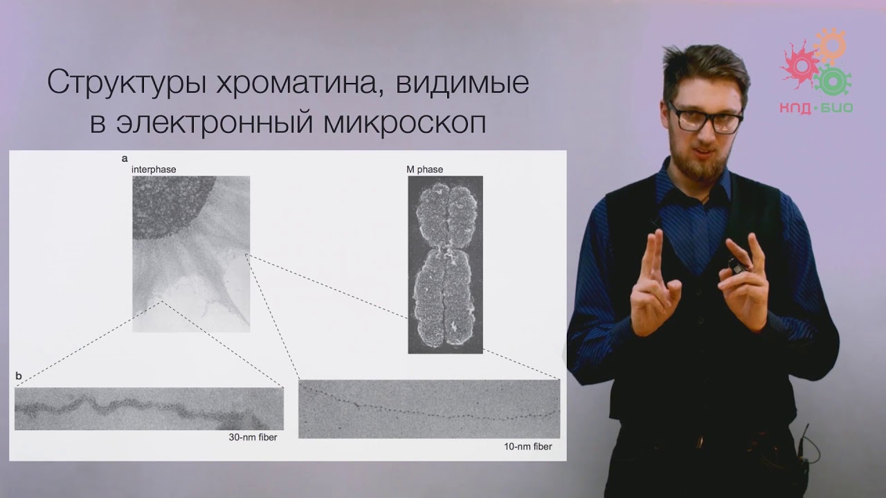 Поддержание и копирование генома. Хроматин. Упаковка ДНК