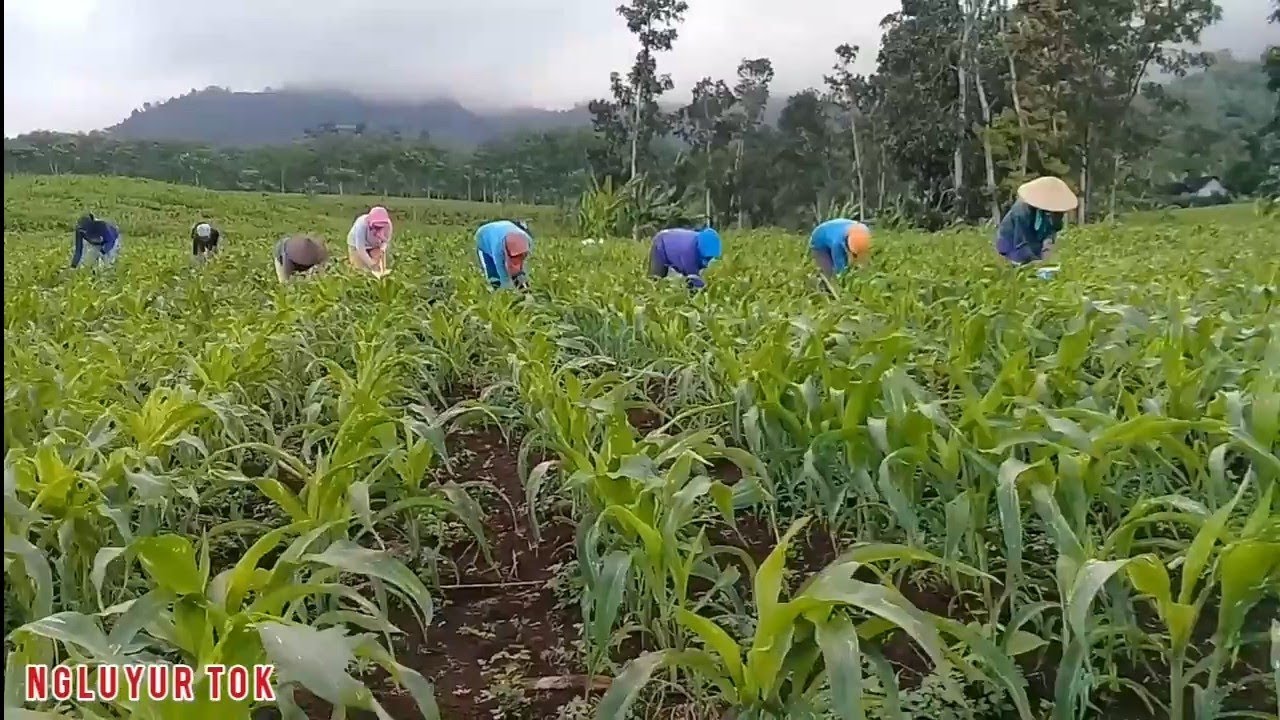 Di Pupuk Cuma 1X, Ternyata Hasilnya Tidak Kalah Dengan Yang Di Pupuk 3X