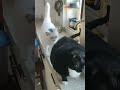 😂fat cat funniest moments #funny #funnytiktok #funnylaugh #trending #cat