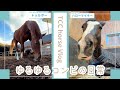 超癒し🌿ゆるゆるコンビの日常をお届け🎁|TCCホースVlog