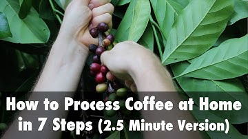 How to Process Coffee at Home in 7 Steps (2.5 Minute Version)