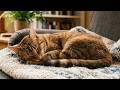 Calming music for cats home alone 🐱 10 hours anti anxiety & stress relief